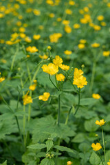 Beautiful yellow buttercup flowers in detail.