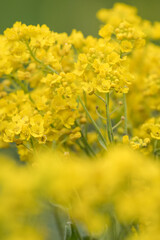 Yellow flowers of an ornamental plant in detail.