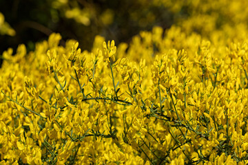 Yellow carpet bush flowers outdoors in nature.