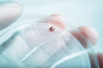 Encephalitis Infected Tick Parasite Insect Laboratory Tube Glass Vial Science Medical Research...