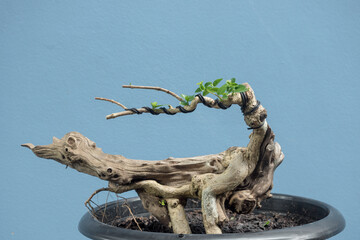 Bonsai or cultivation of  premna trees to mimic the shape and scale of full size ones