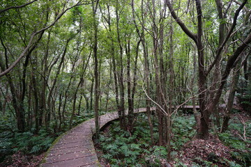 Fototapeta premium fascinating boardwalk through thick wild forest