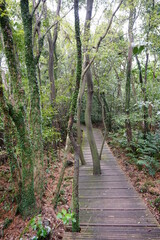 lively spring forest with boardwalk