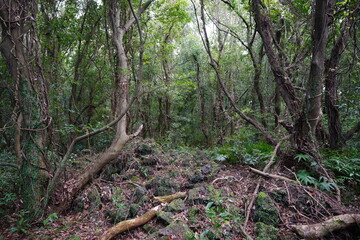 mossy trees and rocks in primeval forest