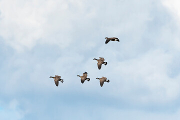 シジュウカラガン飛翔 (Cackling goose)