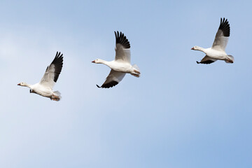 ハクガン飛翔 (snow goose)