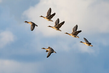 オオヒシクイ飛翔 (bean goose)
