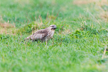 ノスリ (common buzzard)