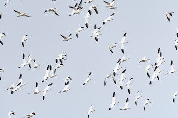 ハクガンの群れ (snow goose)
