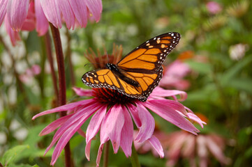 monarch butterfly on flower