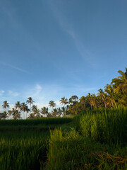 Obraz premium Beautiful Rice Field Around Banyuwangi, East Java, Indonesia.