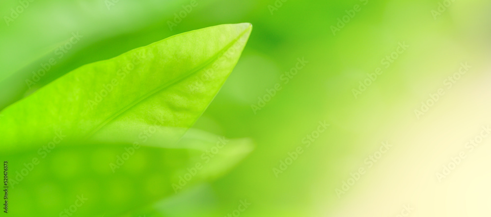 Poster Concept nature view of green foliage on blurred greenery background