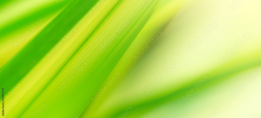 Poster Concept nature view of green foliage on blurred greenery background