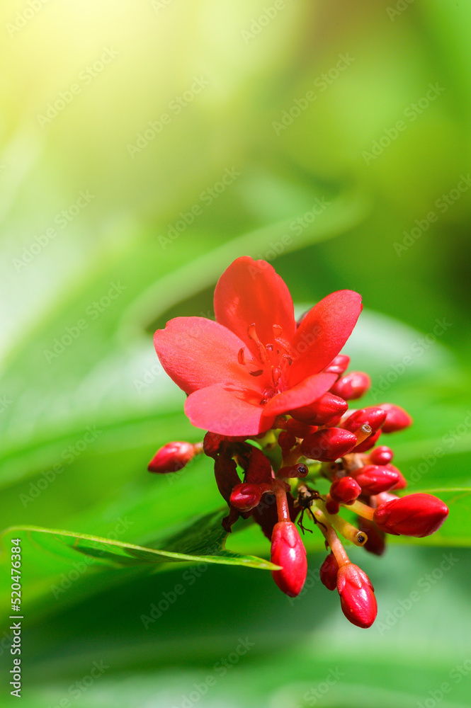 Poster Concept nature view of green foliage on blurred greenery background