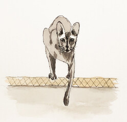 The cat is about to jump off the table and looks into the camera lens. Watercolor painting, sketch.