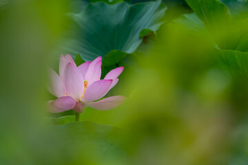 Obraz premium 古代蓮の花