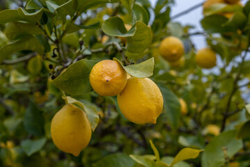 Ripe yellow lemons growing on a green branch