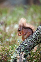 Red Squirrel eating nuts in the forests of the Cairngorms, Scotland	