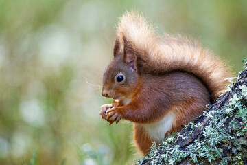 Red Squirrel eating nuts in the forests of the Cairngorms, Scotland	