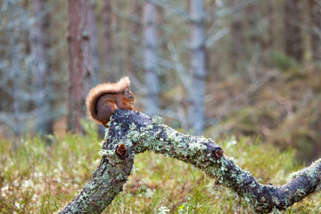 Red Squirrel eating nuts in the forests of the Cairngorms, Scotland	