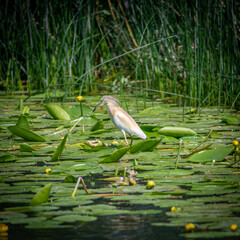 Isolted close up of a single Cattle egret in Skadar National Park- Monte Negro