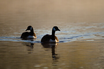 Canada geese swimming on a lake through the early morning mist in London	