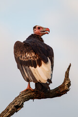 White-headed vulture roosting in a tree over a carcass in the Kruger Park, South Africa	