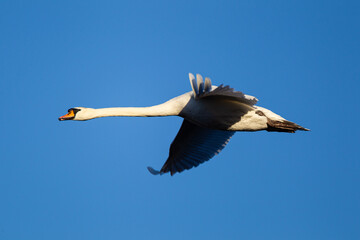 Mute swan flying past against a clear blue sky over a London Park, UK	