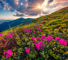 Blooming pink rhododendron flowers on Carpathian mountains. Spectacular summer view of Hoverla peak in Ukraine, Europe. Beauty of nature concept background..