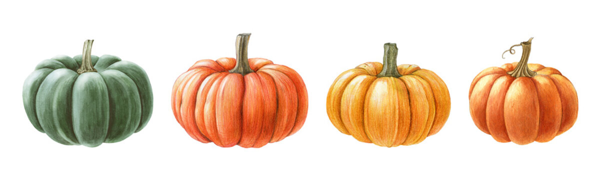Hand drawn pumpkin watercolor set. Hand drawn illustration. Ripe orange, green, yellow pumpkins elements. Farm organic autumn vegetables. White background