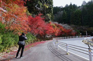 A photographer stands to photograph the beauty of autumn leaves in Japan.