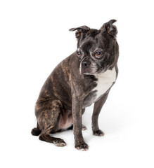 Isolated dog sitting while looking off screen. Side profile of cute female senior dog with big brown eyes. 9 years old boston terrier pug mix. Small black and white or brindle dog. Selective focus.