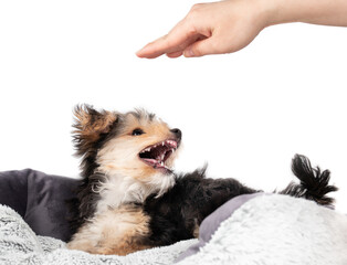 Puppy snapping with mouth open after a hand. Fluffy puppy sitting in dog bed while snarling,...