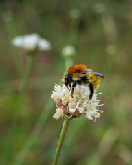 Closeup view of isolated bumblebee foraging on white cephalaria leucantha flower in a meadow in summer