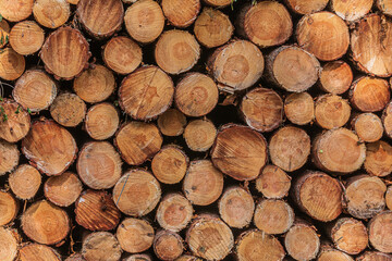 Stacks of logs a day. Stacked pine trunks after felling. Sorted wood at harvest time. Many sawed logs with visible growth rings. reddish orange colored stems with bark