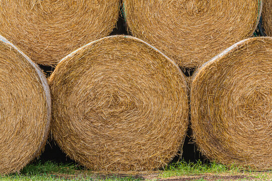 Hay bales at the edge of the field after harvest. Straw and hay pressed into straw bales. hay bales next to each other. Structures of dry golden brown straw. turf on the ground
