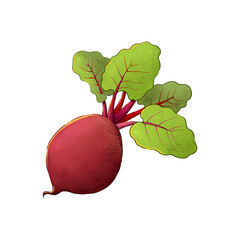 Vegetables, autumn harvest. 
Color illustration on a white background.