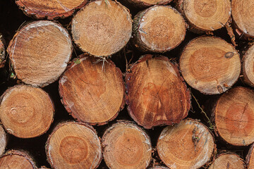 Sorted wood at harvest time. View of individual stacked logs. stacked pine trunks after felling. Many sawed logs with visible growth rings. reddish orange colored stems with bark