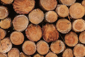 Fototapeta premium View of many stacked logs. Sorted wood at harvest time. stacked pine trunks after felling. Many sawed logs with visible growth rings. reddish orange colored stems with bark.