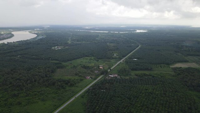 The Palm Oil Estates at Sarawak, the Borneo Island, Malaysia