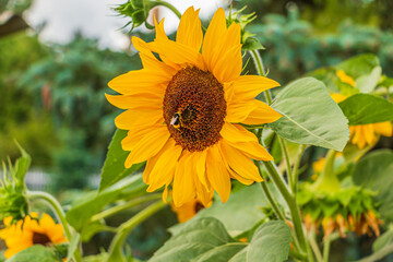 Single bee on a large sunflower in bloom. rich yellow leaves of an open flower. Sunflower seeds in the center of the flower. Green leaves of sunflower plant in summer