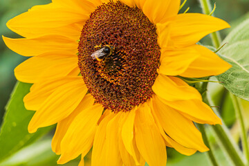 Detail of a large sunflower in bloom. rich yellow leaves of an open flower. Single bee on sunflower...