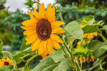 Obraz premium Large sunflower in a garden with a bee. Flower open bloom. Sunflower seeds inside the flower head. Yellow flower petals and green plant leaves in summer. More sunflowers in the background