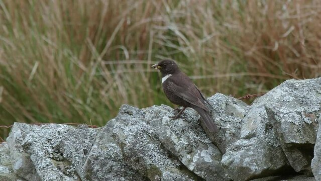 Ring ouzel female purched on dry stone wall on upland breeding grounds