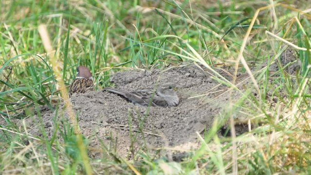 Haussperling, Vogel, der sich im Sand badet