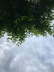 Mountains and trees near the village Pozar on a sunny summer day in the mountains (Greece, Central Macedonia)