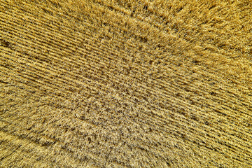 uncut field of yellow wheat top view background backdrop