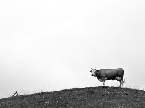 cow at the hill