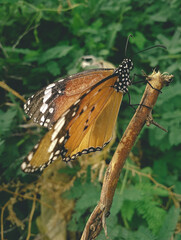 butterfly on a leaf