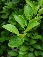 green leaf with drops